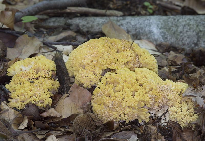 Ramaria flava